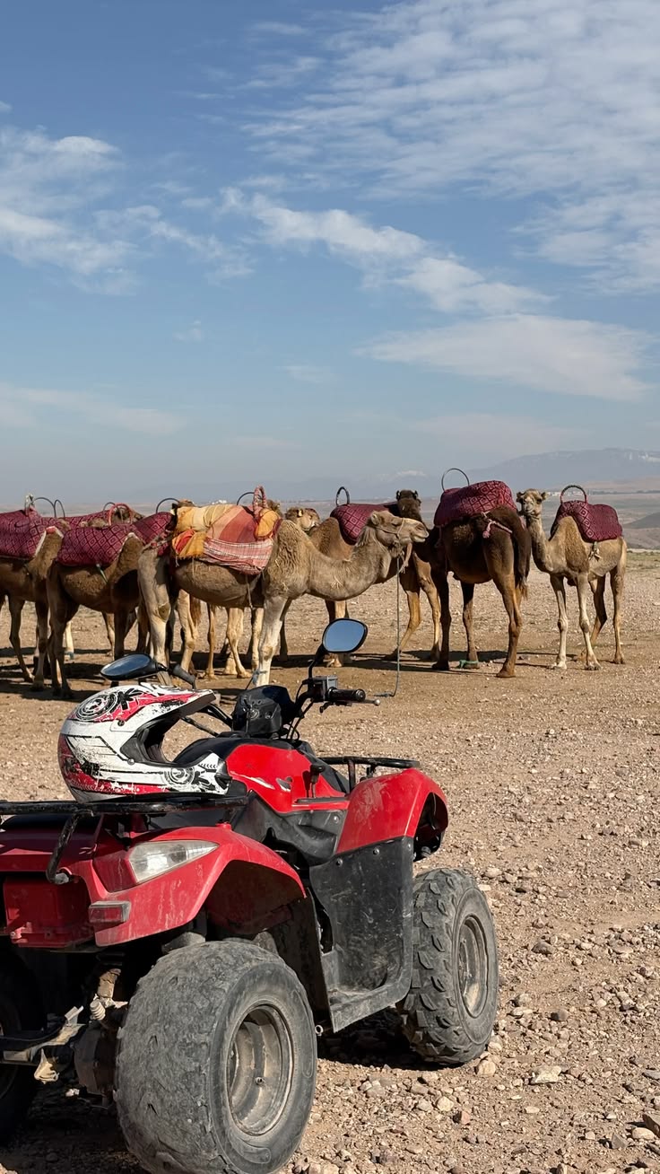 Tangier: Private City Tour with Camel Ride, Lunch & Quad